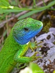 Östliche Smaragdeidechse (Lacerta viridis)